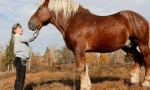 Ruský heavywood horse
